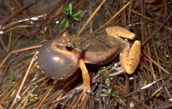 Isang imahe ng Spring Peeper