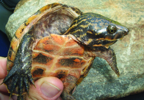 Isang imahe ng Stripe-necked musk turtle