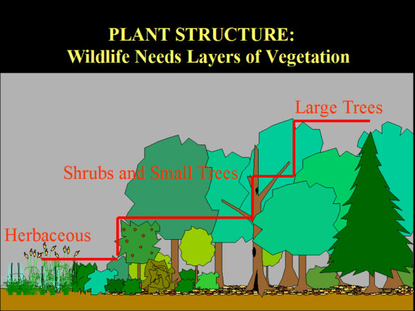 Isang larawan na nagpapakita na ang mala-damo na halaman ay matatagpuan sa ibaba ng mga palumpong at maliliit na puno na makikita sa ibaba ng malalaking puno na may caption na "wildlife needs layers of vegetation"