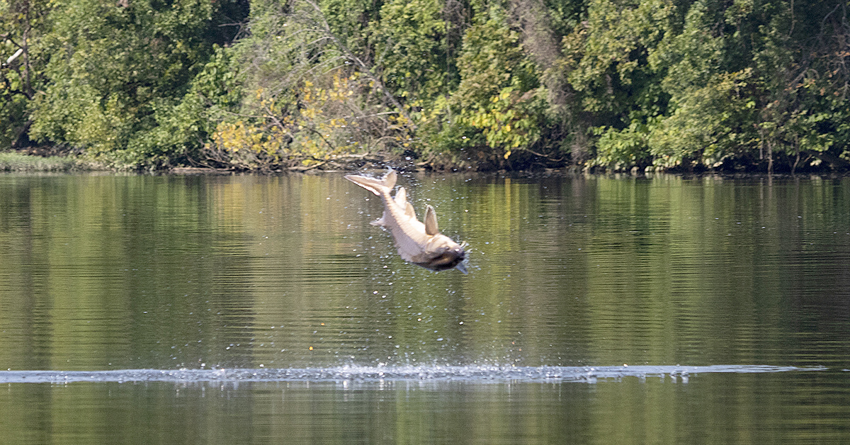Isang imahe ng Atlantic Sturgeon sa isang sandali ng airborne momentum matapos itong tumalon mula sa tubig ng James river