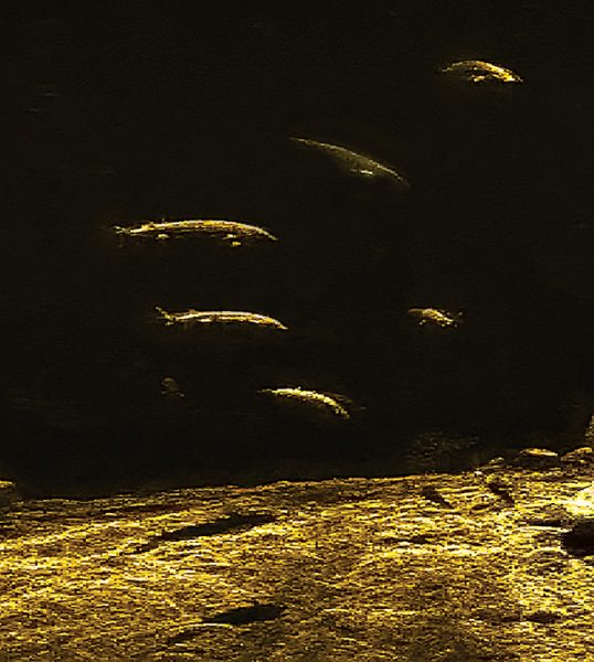 Isang sonik na imahe ng ilog na nagpapakita ng riverbed at anim na sturgeon sa dilaw; ito ay ginamit upang mabilang ang populasyon ng sturgeon ng ilog.