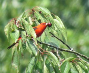 Si Scarlet Tanager ay kumakain ng cherry