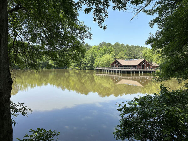 Ang mga puno at shrub na nakapalibot sa mga lawa ay kung saan maghahanap ng mga prothonotary warbler.