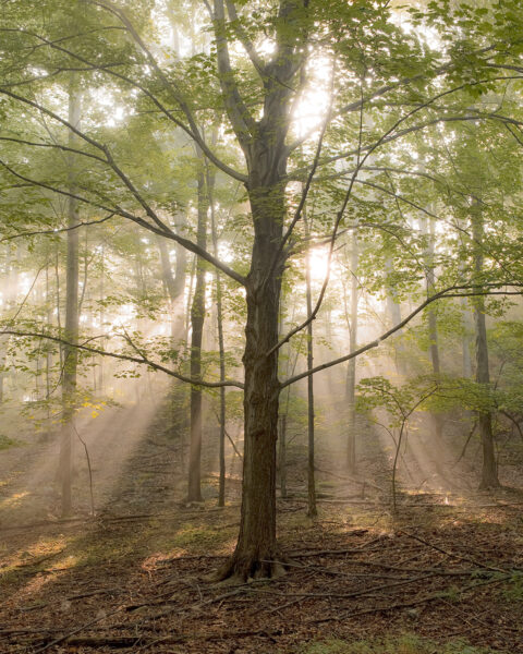 Isang kaakit-akit na larawan ng isang puno na may maraming liwanag na sinag