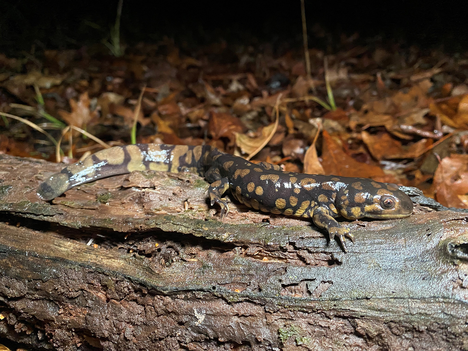 Isang larawan ng isang salamander sa isang troso na kinunan sa gabi gamit ang isang flash.