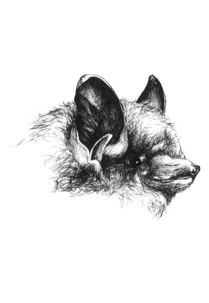 Isang imahe ng eastern pipistrelle (Tri-colored bat)