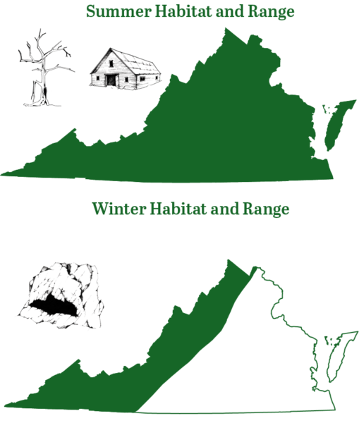 Tri colored bat range para sa taglamig at tag-araw