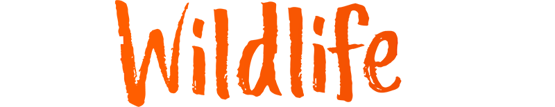 Tunay na Wildlife Crime