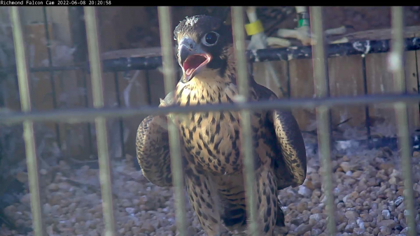Babaeng peregrine falcon chick na nag-vocalize sa loob ng flight cage 