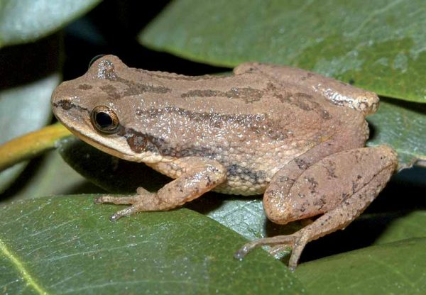 Isang imahe ng Upland Chorus Frog