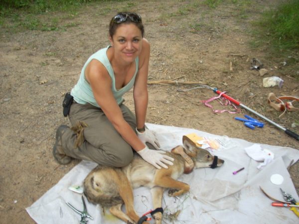Isang imahe ng isang biologist na naglalagay ng radio collar sa isang batang coyote na nakahiga sa isang puting kumot at naka-secure para sa proseso