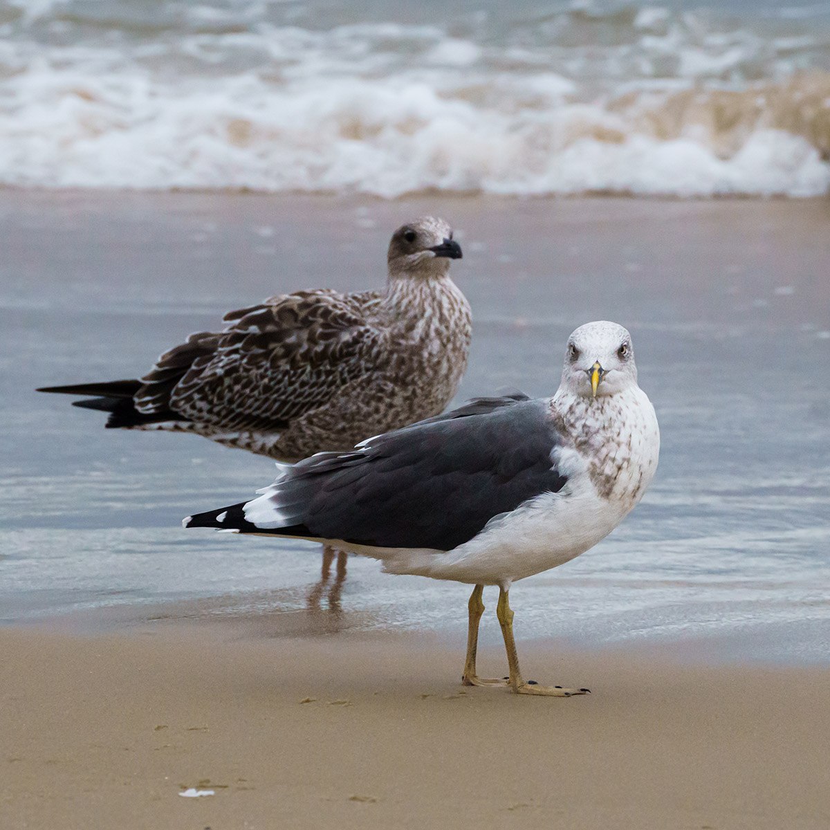Isang may sapat na gulang na mas maliit na black-backed gull (kanan) at isang immature gull (kaliwa).