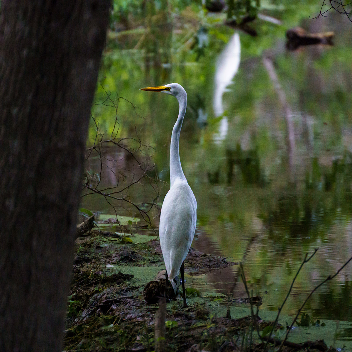 Isang mahusay na egret na nakikita mula sa Greenspring Interpretive trail
