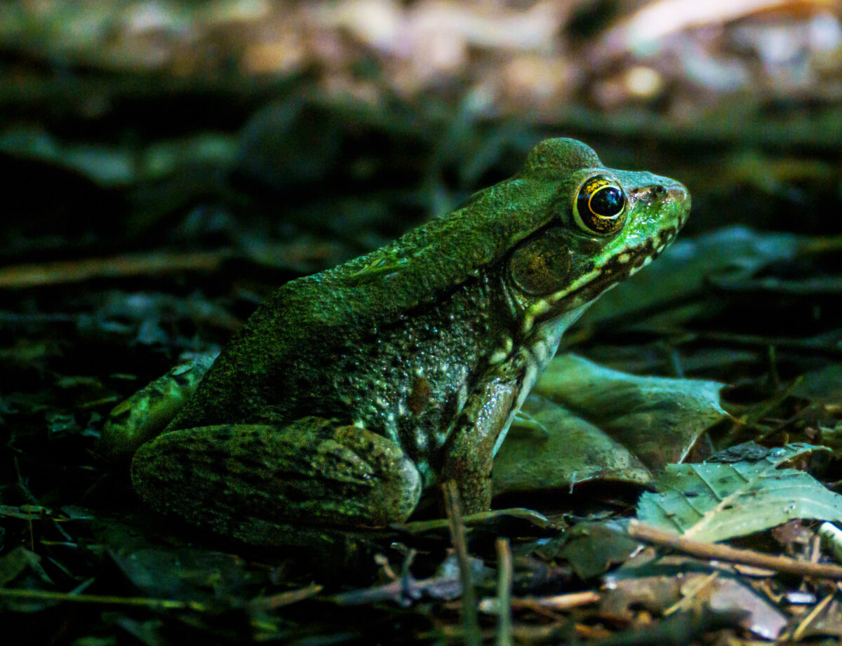 Isang berdeng palaka na nagpo-pose sa camera.