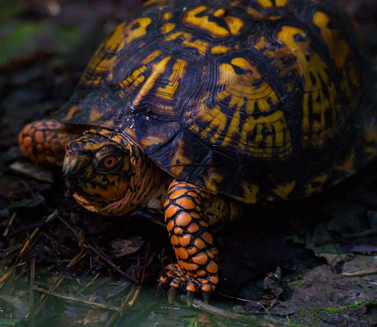 Isa sa maraming box turtles sa Newport News Park.