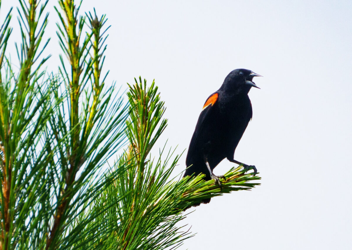Isang red winged blackbird sa isang pine tree