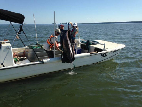 Ang mga mananaliksik sa isang puting bangka ay naglabas ng isang Atlantic Sturgeon.
