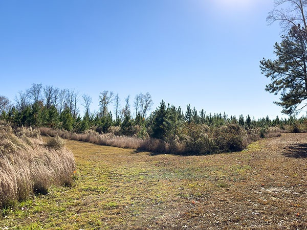 Maramihang mga species ng maya ay matatagpuan sa brush kasama ang well-maintained trails. Credit ng Larawan: Lisa Mease