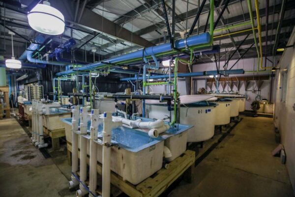 Panloob na imahe ng hatchery na nagpapakita ng mga pool at pum system.