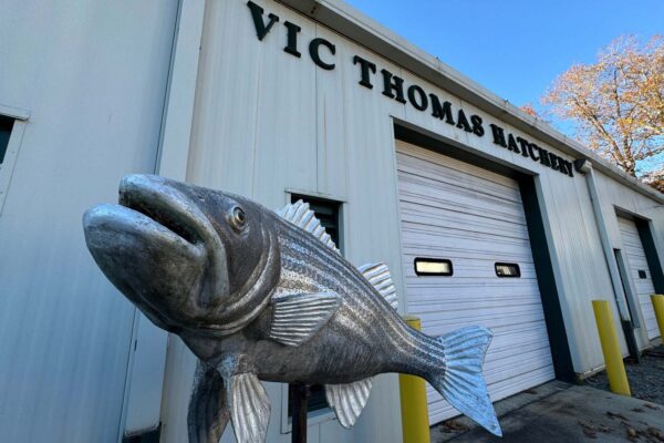 Pasilidad sa harap ng Vic Thomas Hatchery at isang metal na iskultura ng isda.