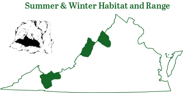 i-click upang palawakin ang larawan ng hanay ng Virginia Big eared bat