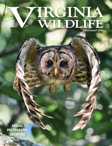 Hulyo-Agosto 2026 Larawan ng pabalat ng Virginia Wildlife Magazine