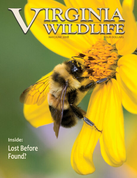 Isang larawan ng pabalat sa isang 2018 na edisyon ng Virginia Wildlife magazine na nagtatampok ng kalawang na patched bumble bee na nagpapakain mula sa isang malaking dilaw na bulaklak na may nakasulat na caption na "inside: lost before found?"