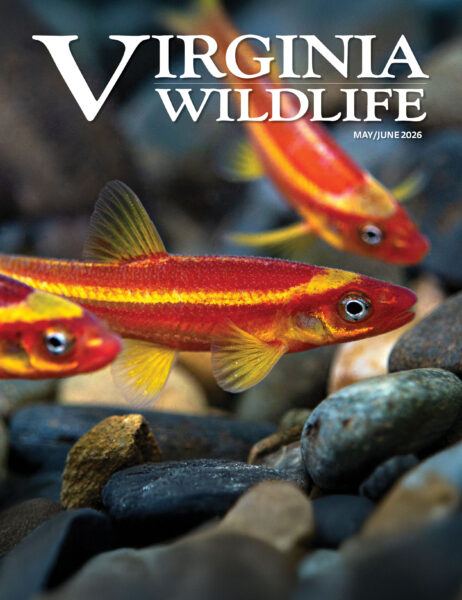 Mayo-Hunyo 2026 Virginia Wildlife Magazine cover image