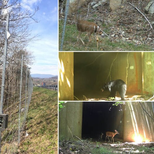 Isang collage na naglalarawan ng bakod sa tabi ng kalsada at ilang hayop sa malapit, kabilang ang usa at isang itim na oso.