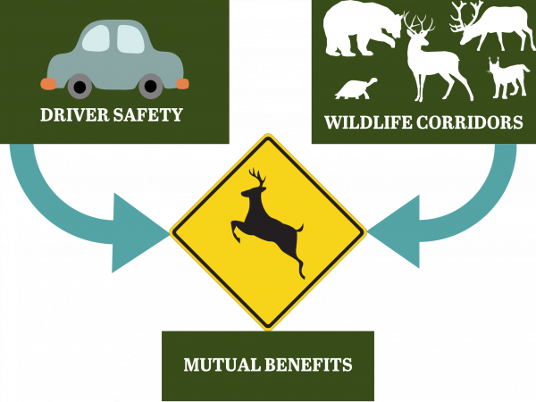 Mga bloke na may label na Driver Safety at Wildilfe Corridors na may mga arrow na nakaturo sa isang Deer Crossing road sign na may label na Mutual Benefits.
