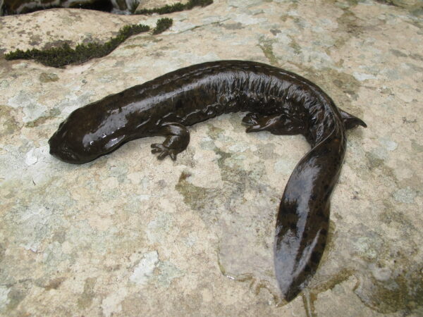 Isang eastern hellbender sa isang bato.