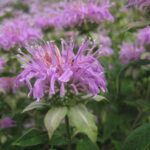 Isang malapit na larawan ng isang ligaw na bulaklak na bergamot
