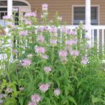 Mga bulaklak ng ligaw na bergamot