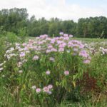 Mga bulaklak ng ligaw na bergamot sa isang bukid