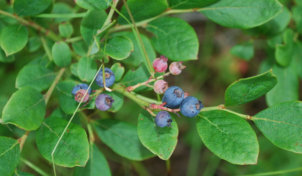 Isang imahe ng mga ligaw na blueberry sa bush, kapag hindi pa hinog ay maliit at kulay-rosas at ang mga dahon ay bilugan na katulad ng sa mga puno ng mansanas.