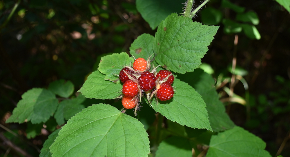 Isang imahe ng mga red wineberry sa halaman na mukhang katulad ng mga hilaw na blackberry ngunit ang mga palumpong ay may mas malalapad na dahon at mas maliliit na tinik.