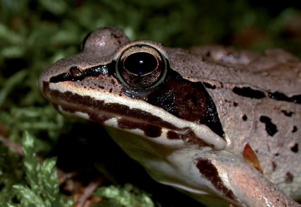 Isang imahe ng Wood Frog