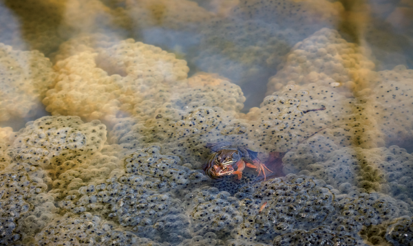Wood frog na napapalibutan ng maraming itlog