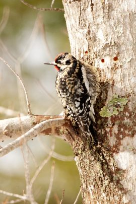 Isang imahe ng isang dilaw na tiyan na sapsucker sa isang puno