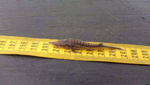 Isang bata, maliit, dark brown na Atlantic Sturgeon na may sukat na pitong sentimetro ang haba.