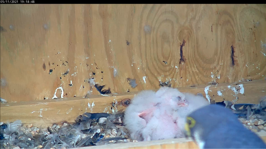 Ang mga sisiw ay natutulog sa ibabaw ng bawat isa pagkatapos kumain