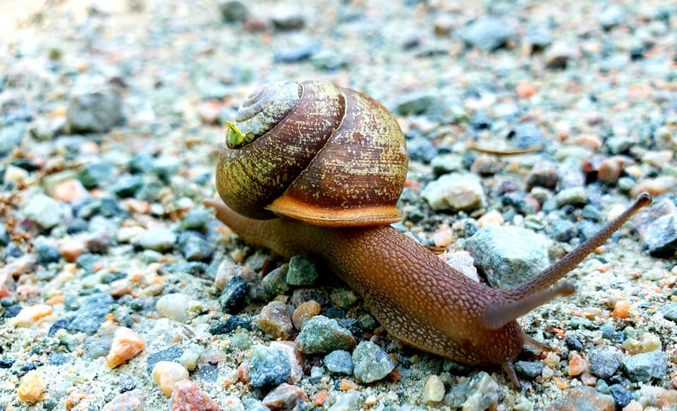Isang imahe ng isang snail na may isang orange na snail na gumagala sa isang graba na landas