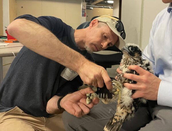 Isang DWR Biologist ang naglalagay ng leg band sa lalaking Peregrine Falcon na sisiw.