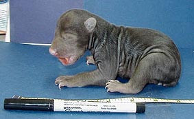 Isang limang araw na itim na anak ng oso na inilagay sa tabi ng isang marker at isang ruler para sa scale reference.