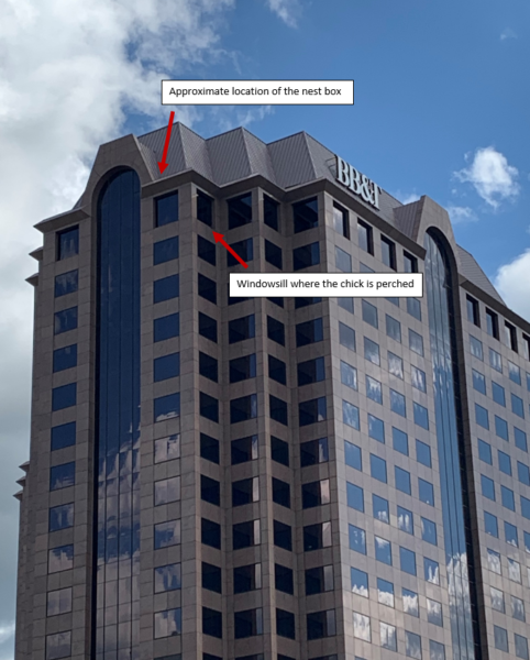 May annotated na larawan ng lokasyon ng mga sisiw pagkatapos umalis sa pasamano sa pangalawang pagkakataon