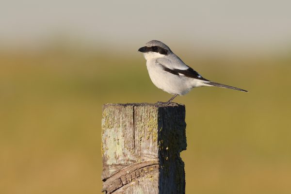Isang imahe ng loggerhead shrike, isang maliit na kulay abong ibon na may itim na pakpak at isang itim na banda sa gilid ng mata nito