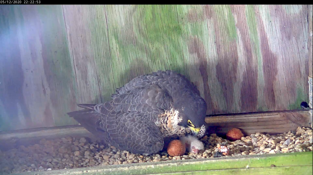 Babaeng falcon na may sisiw humigit-kumulang tatlong oras pagkatapos mapisa