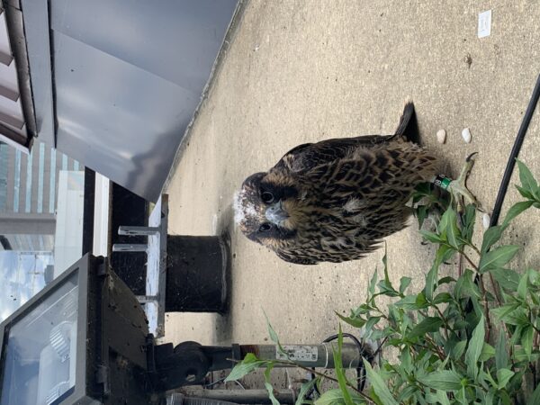 Falcon sisiw pagkatapos nitong ilabas sa pasamano