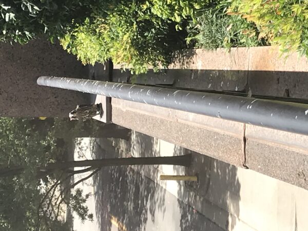 peregrine falcon sisiw sa isang rehas