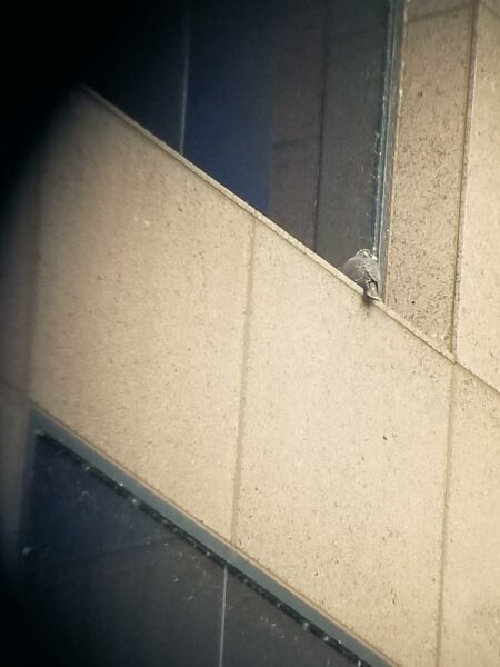 Ang sisiw ng Falcon ay dumapo sa windowsill na nakikita sa pamamagitan ng isang spotting scope